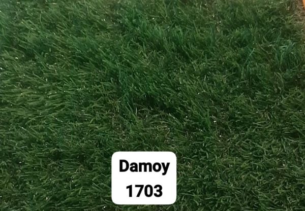 Damoy 1703 D 35