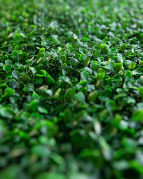 $ 79000 X M2  IVA INCLUIDO        PRADERA  📏 Medida: 40 x 60 cm ☀️ Apto UV: Sí 🏡 Uso: Interior y exterior  💚 Descripción: Tonalidades claras que simulan vegetación natural. Recomendado para espacios semiabiertos o con buena luz natural.