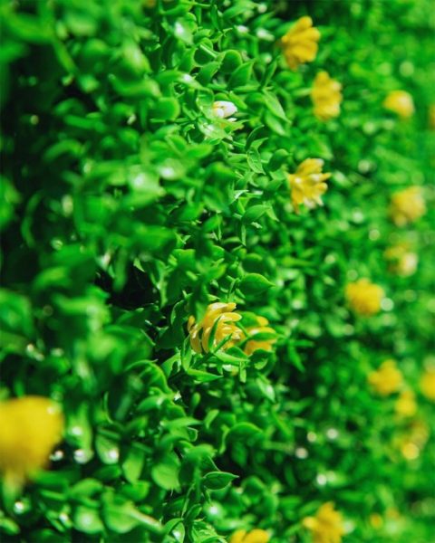 B$ 79000 X M2 IVA INCLUIDO OSQUE CON FLORES  📏 Medida: 40 x 60 cm ☀️ Apto UV: Sí 🏡 Uso: Interior y exterior  💚 Descripción: Diseño floral con tonos amarillos que aportan calidez y vitalidad. Perfecto para generar ambientes alegres y luminosos.